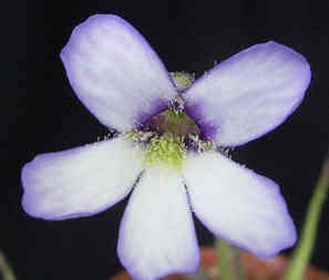 Pinguicula medusina flower